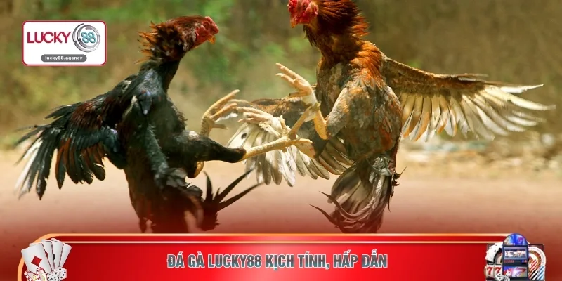 Đá gà LUCKY88 kịch tính, hấp dẫn 